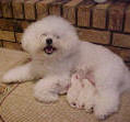 myra bichon breeder