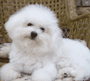 myra bichon breeder