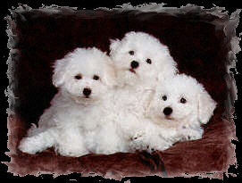 Bichon Puppies