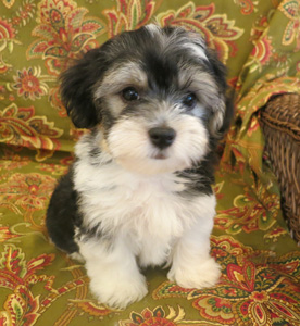 Havanese Puppies