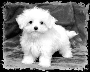 Maltese puppies