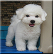 myra bichon breeder