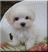 myra bichon breeder